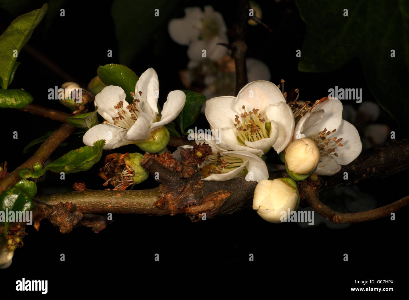 Chaenomeles speciosa 'Nivalis' . Flowering Quince, spring blossom. White flowers. Stock Photo