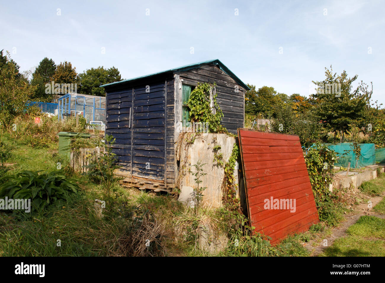 overgrown untended allotment with dilapidated blue shed and climbing weeds. Stock Photo