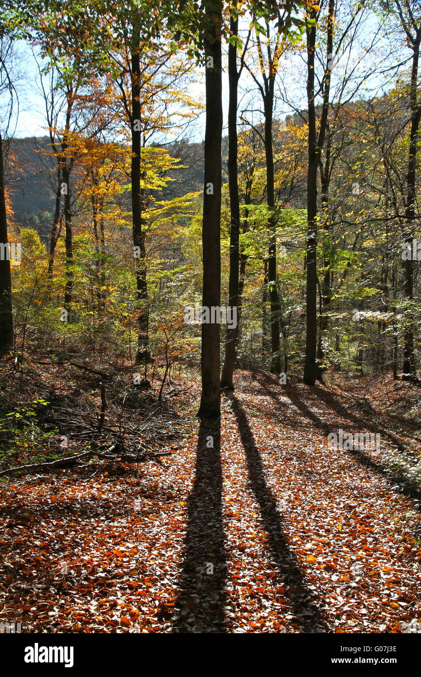 Sunny Forest in Autumn Stock Photo - Alamy