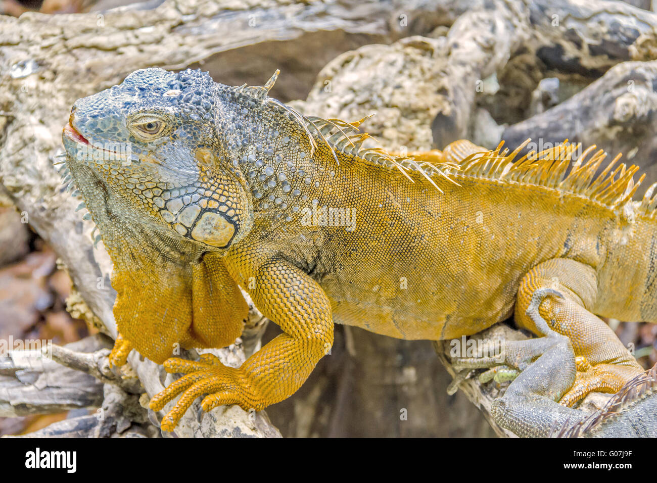 Green iguana Male (Iguana iguana) In Mating Colour Stock Photo - Alamy