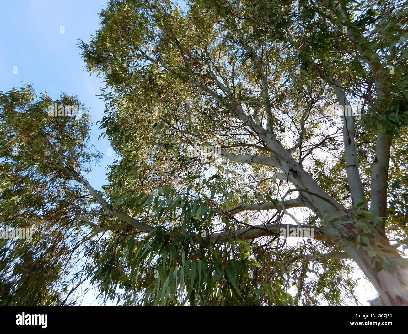Li Trees Forrest li hi-res stock photography and images - Alamy