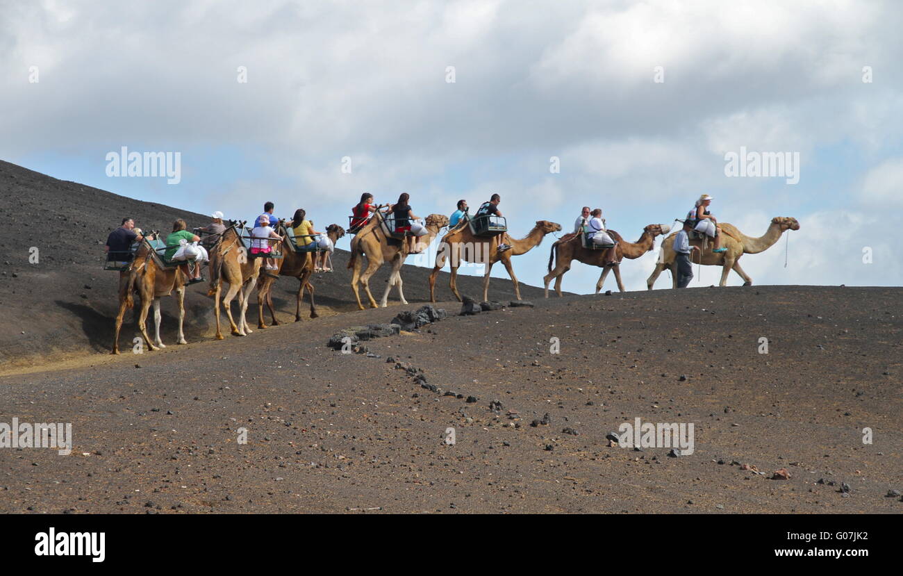 Ride on camels Stock Photo