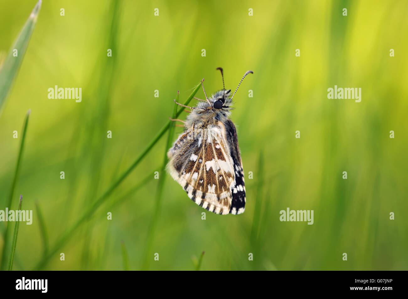 grizzled skipper Stock Photo