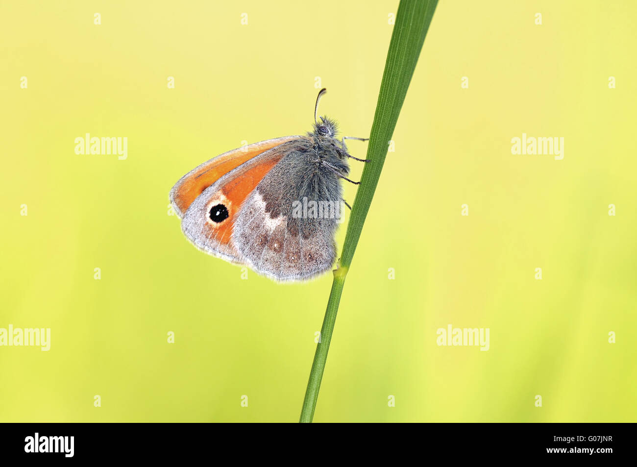 small heath Stock Photo