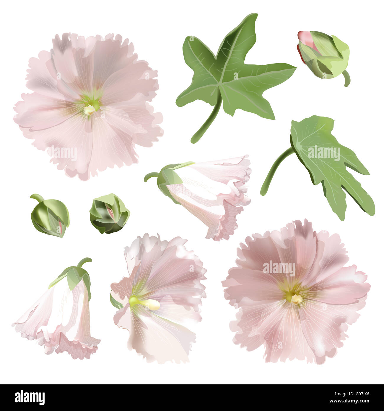 Set of Pink mallow flowers on white background. Stock Photo