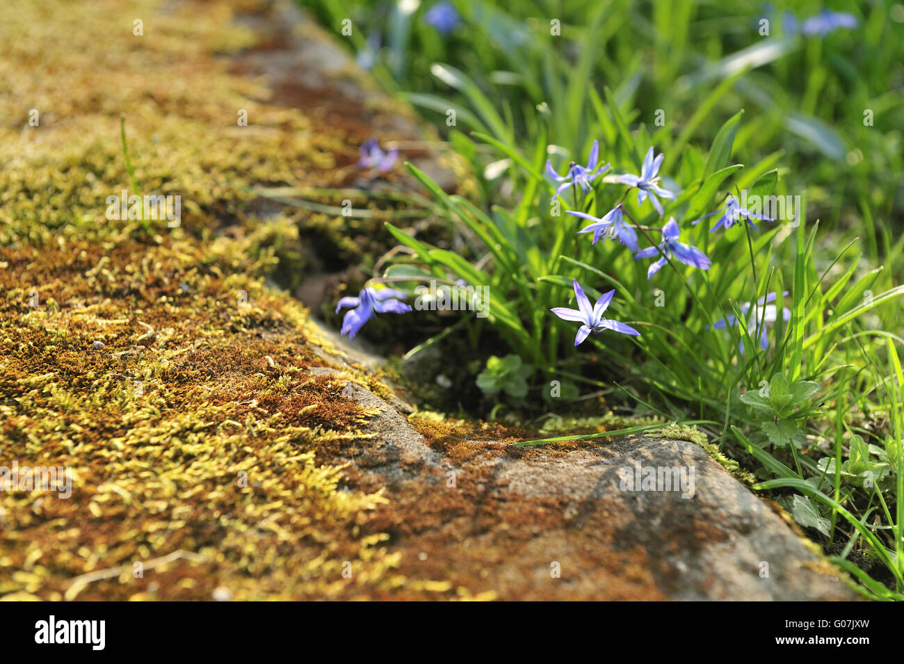 Scilla sibirica flowers in spring meadow Stock Photo