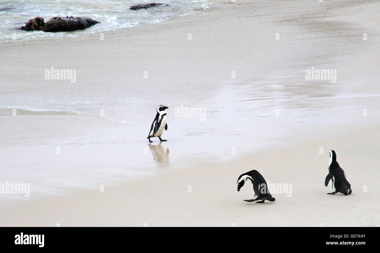 3 Penguins at the beach Stock Photo