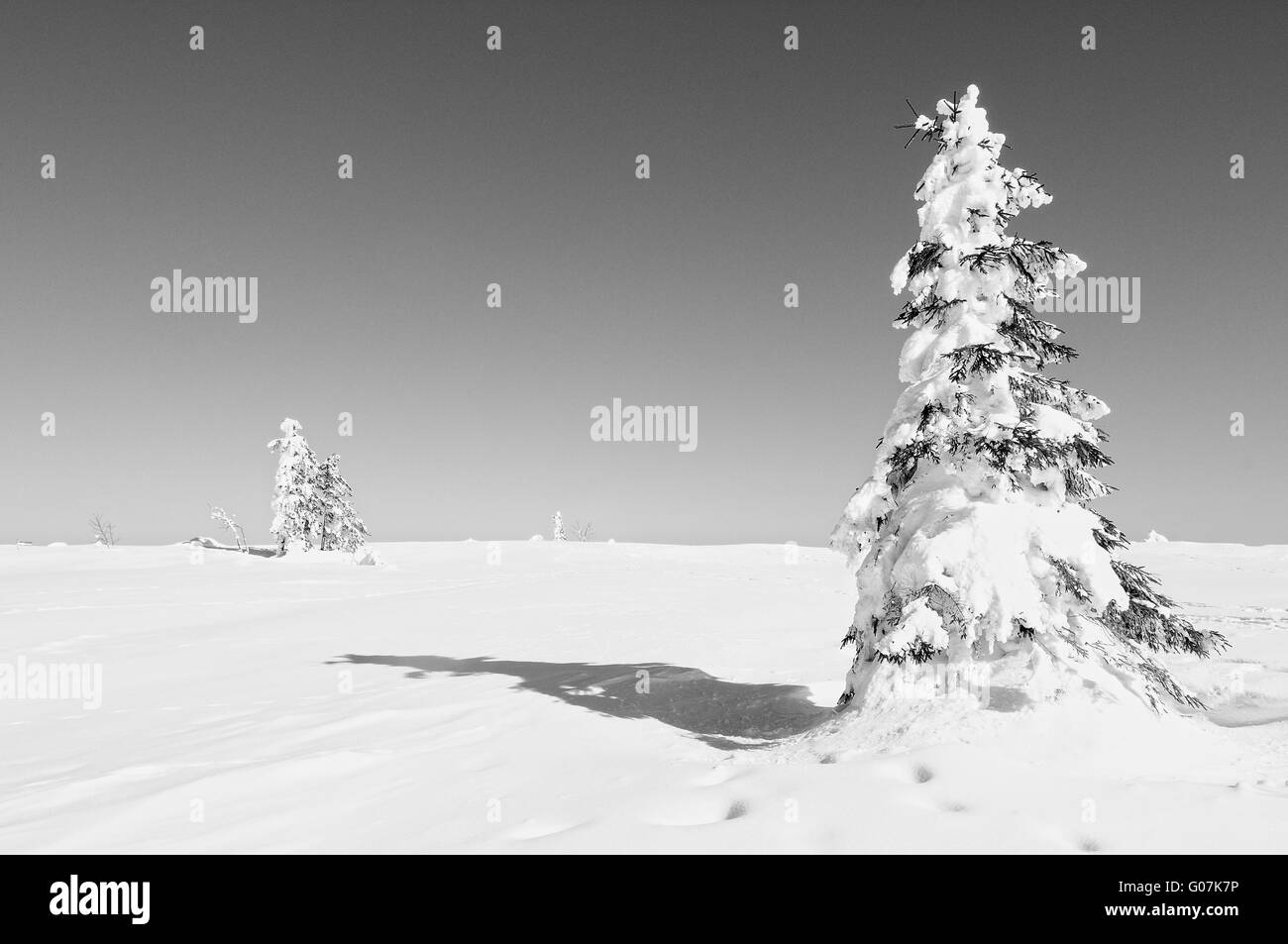 Horizon with snowy spruce trees black and white Stock Photo