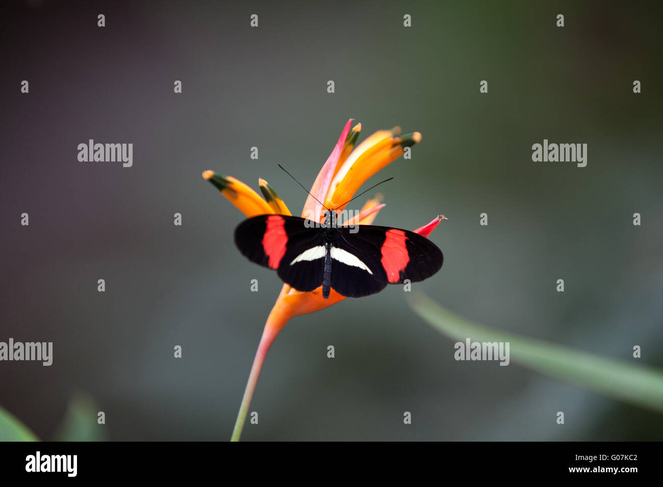 Heliconius caterpillar hi-res stock photography and images - Alamy