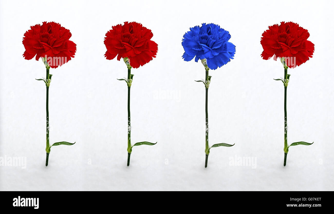Three red and one blue carnation in the snow Stock Photo