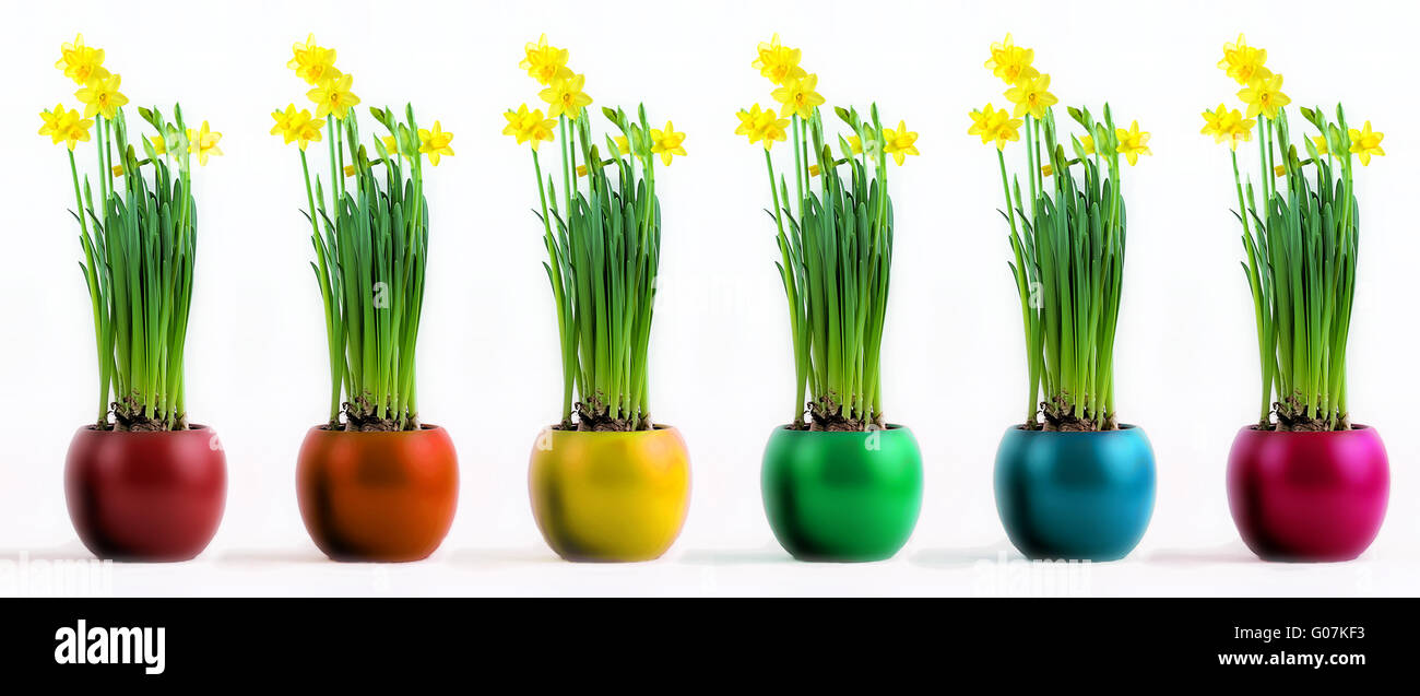 Six coloured pots with flourishing yellow daffodil Stock Photo