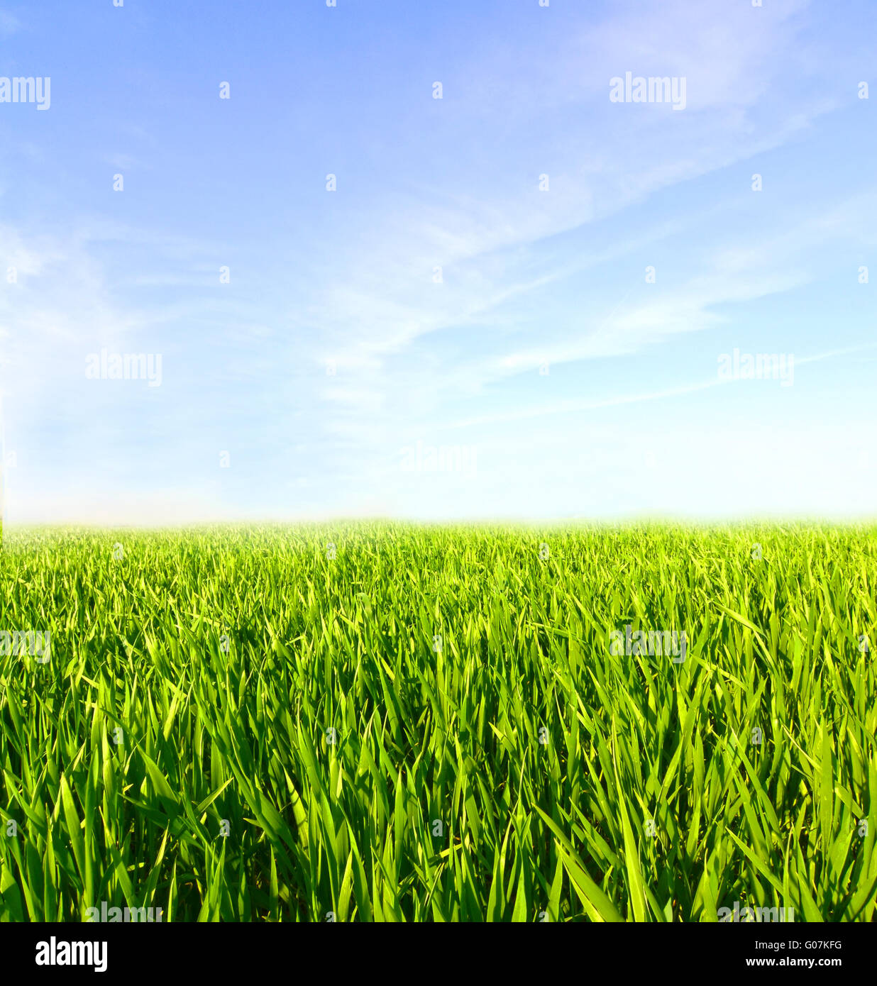 Meadow with green grass and blue sky with clouds Stock Photo - Alamy