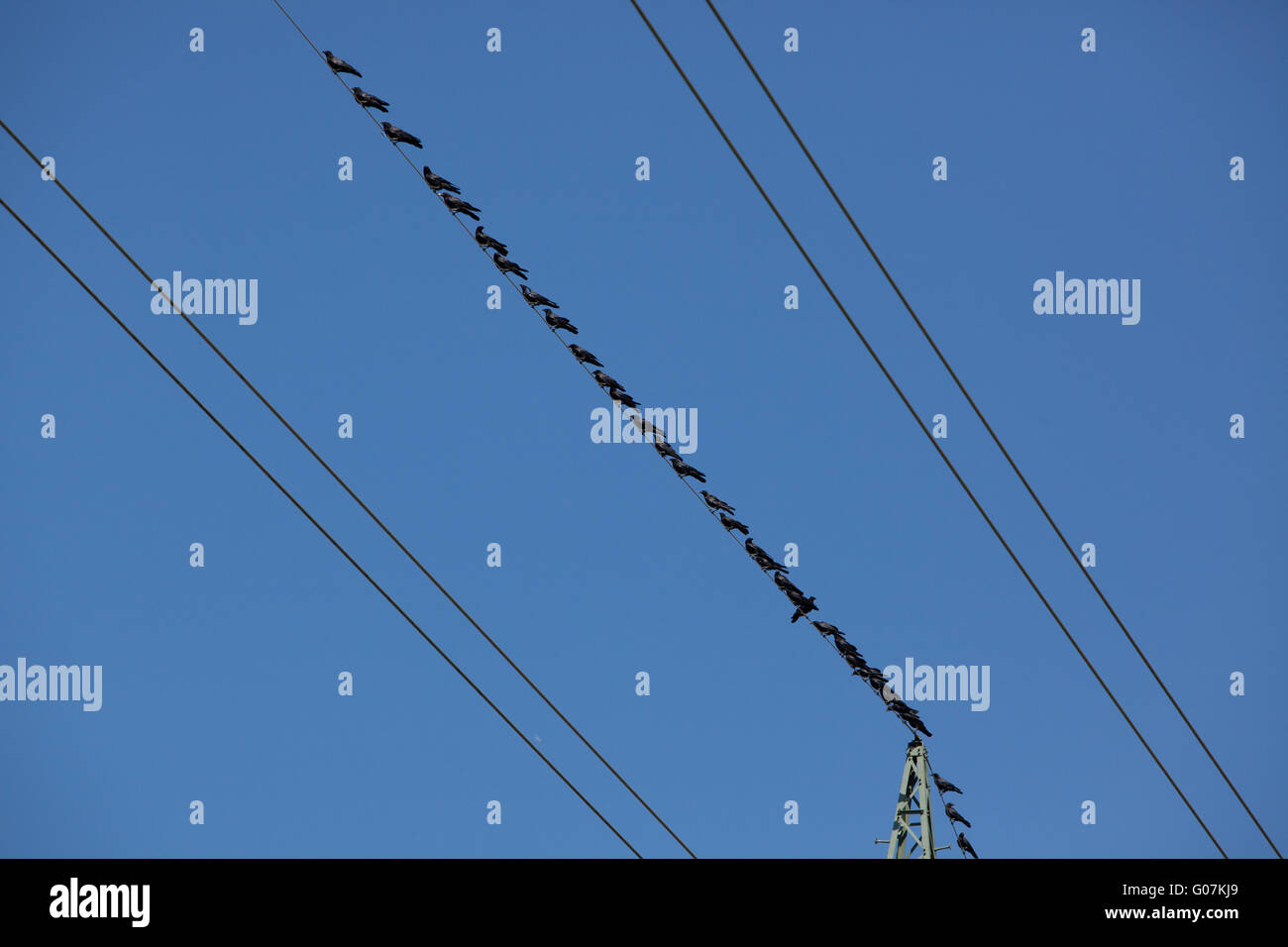 Ravens, sitting on a high voltage power line Stock Photo