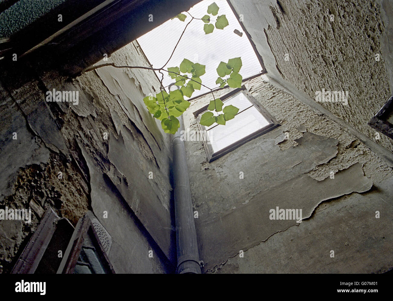 cortile with flaking rendering and little tree Stock Photo