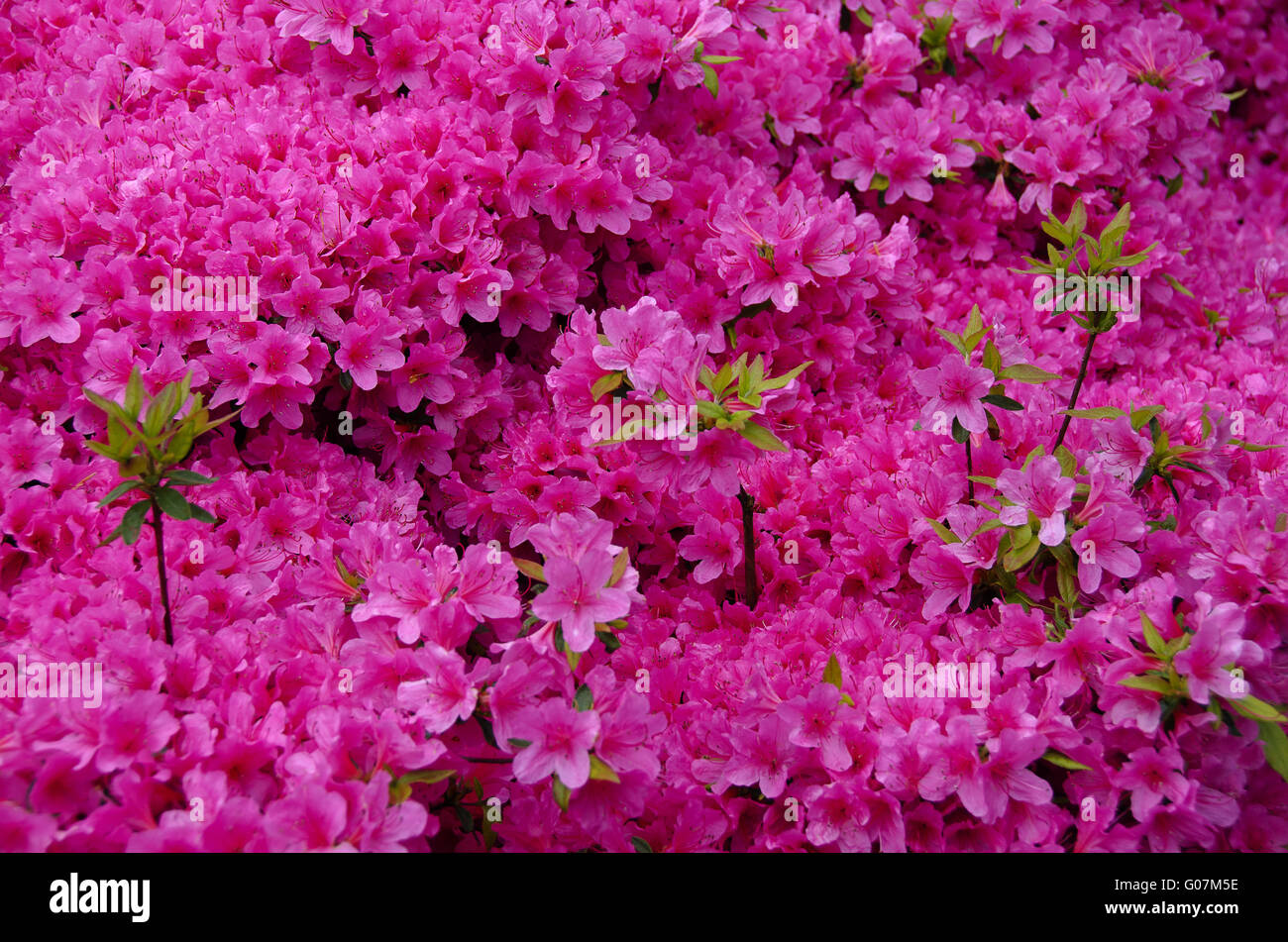 close-up of a rhododendron with pink blossoms Stock Photo