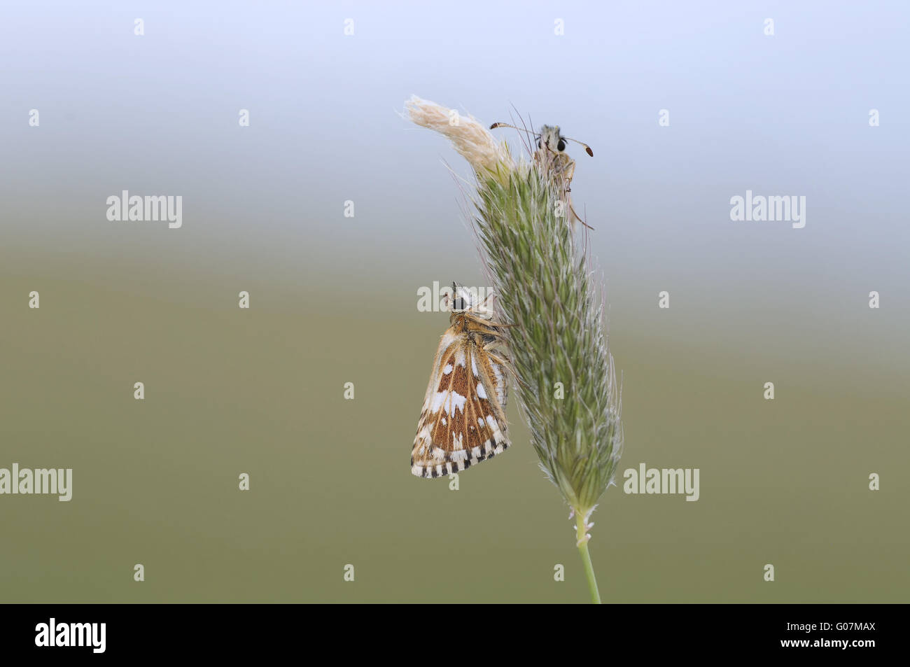 grizzled skipper Stock Photo