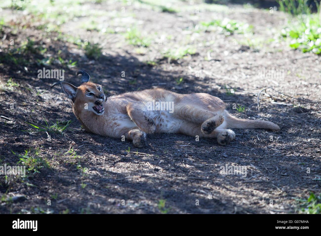Caracal, African Lynx, South Africa Stock Photo