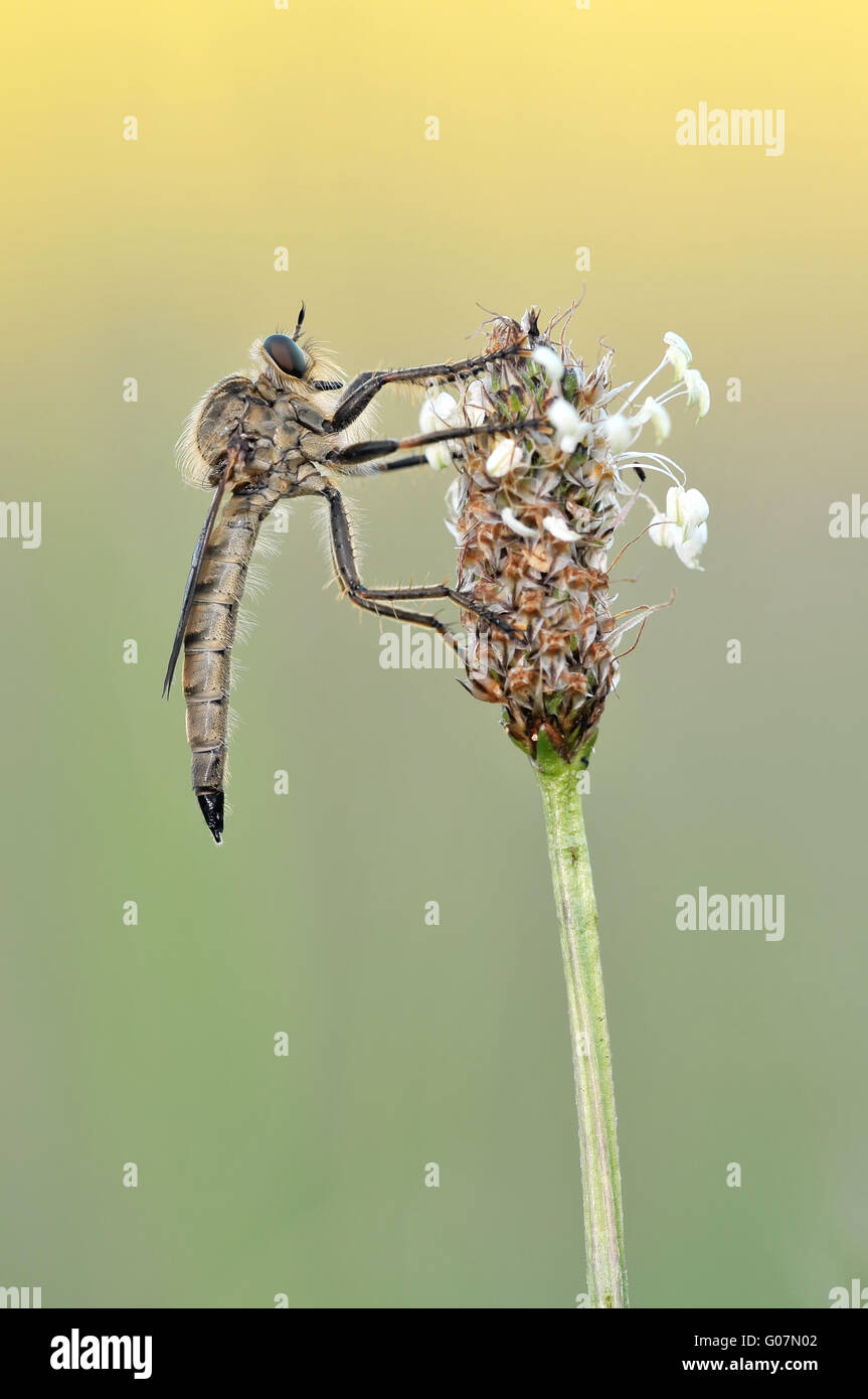 robber fly at plant Stock Photo