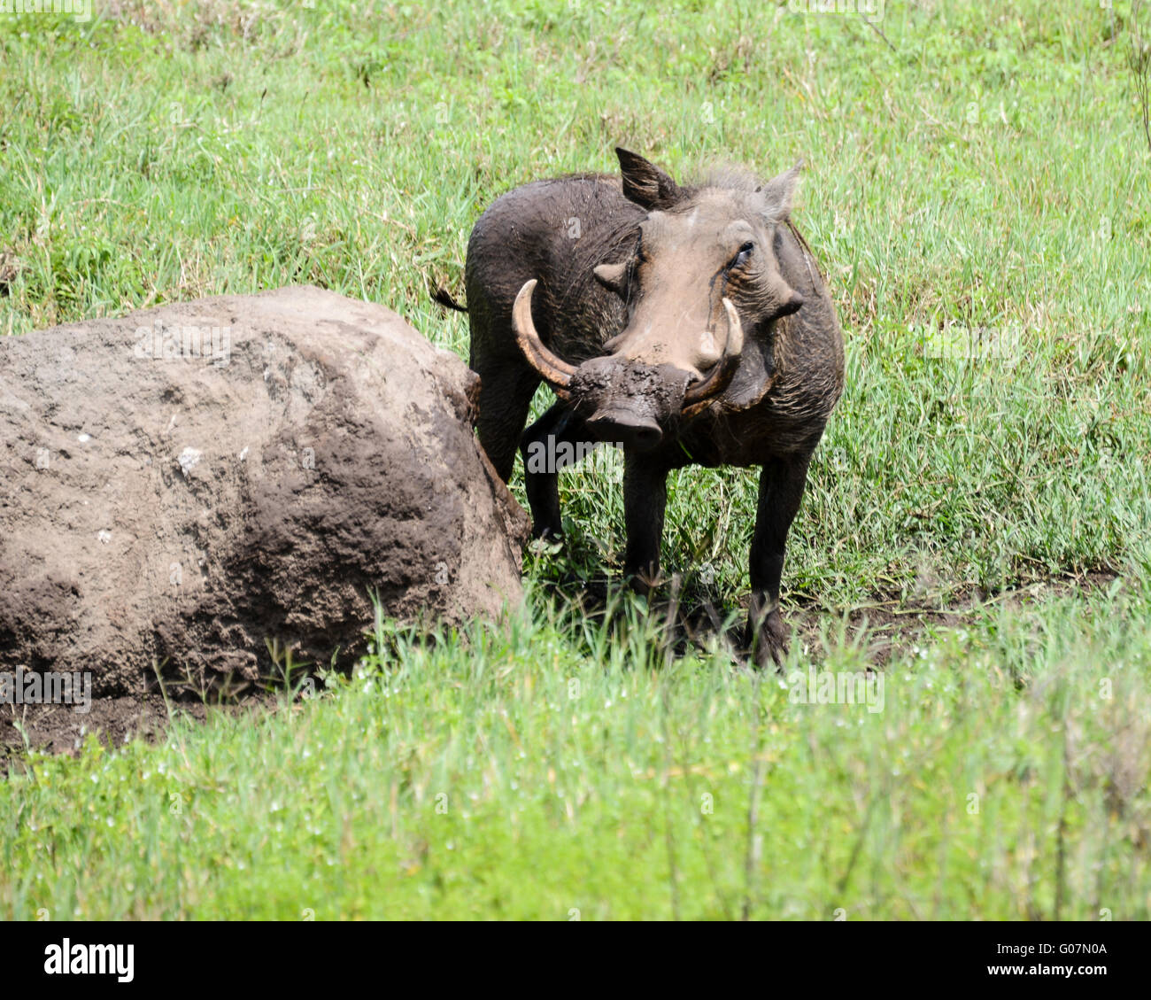 Warthog In Africa Stock Photo Alamy