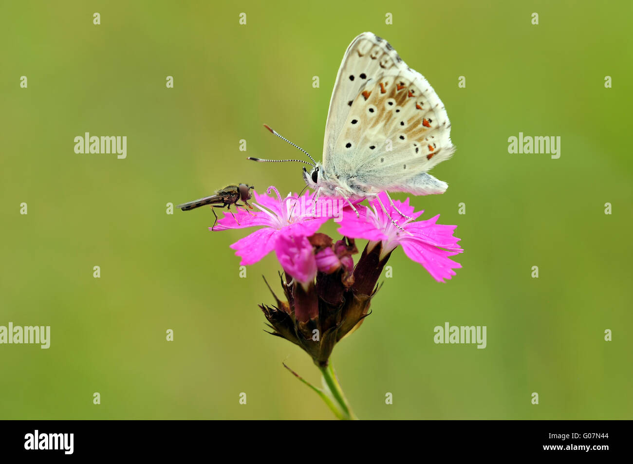 chalkhill blue with insect Stock Photo