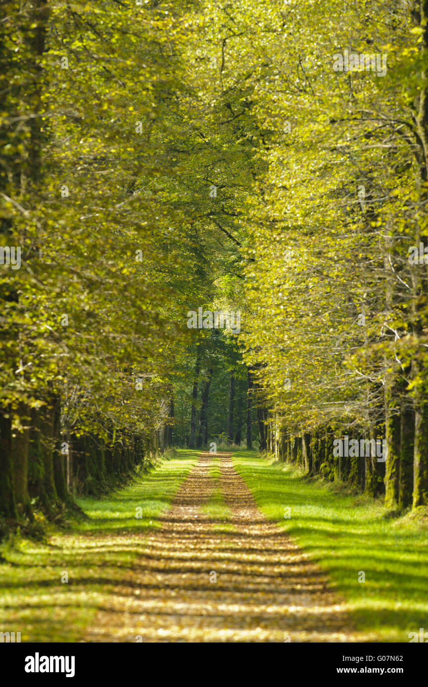 big alley with many trees in park at spring Stock Photo