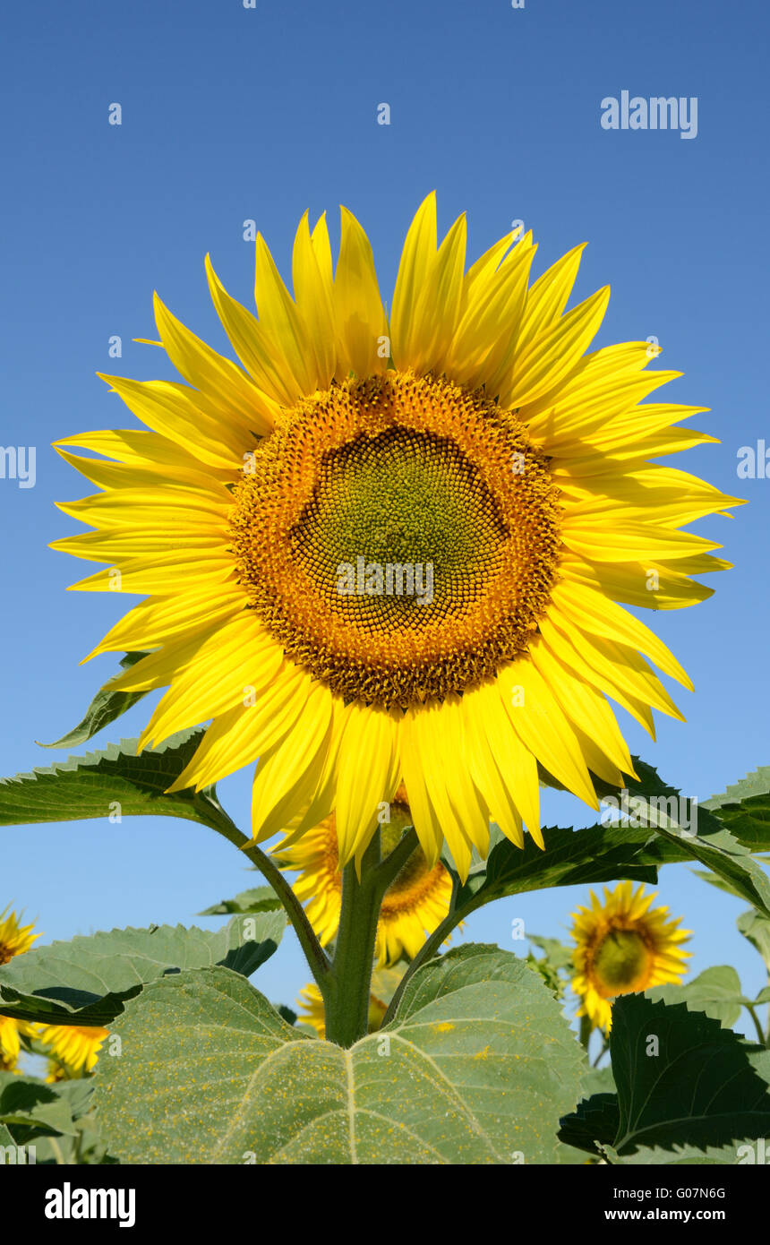 closeup sunflower on the field on a summer morning Stock Photo - Alamy
