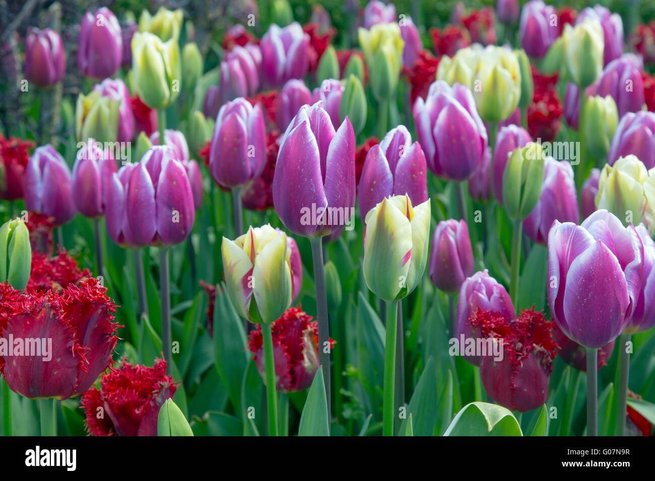 Mixed tulips in Spring flower bed Norfolk Stock Photo