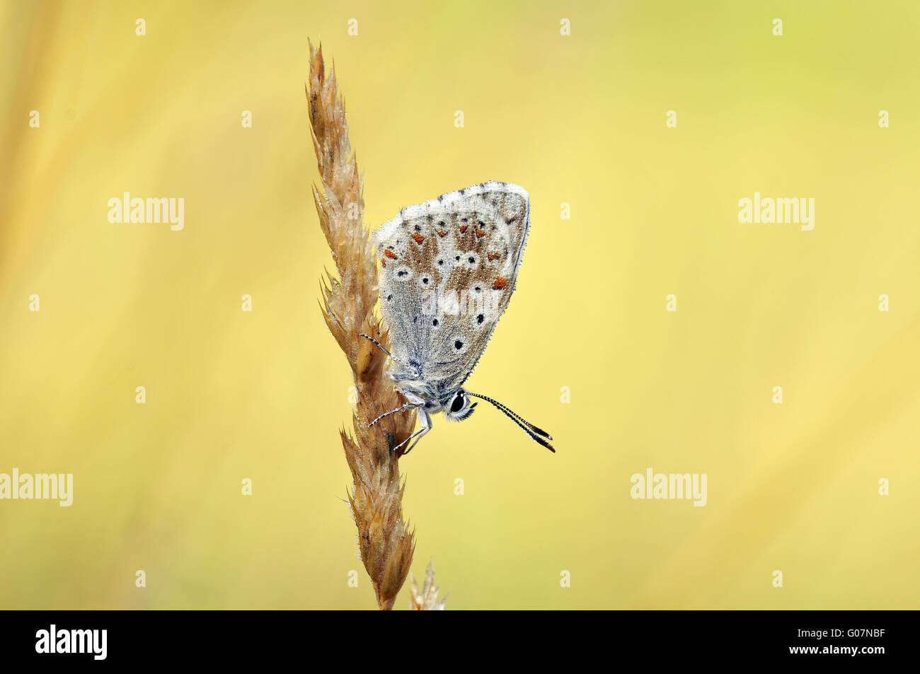 chalkhill blue with yellow background Stock Photo