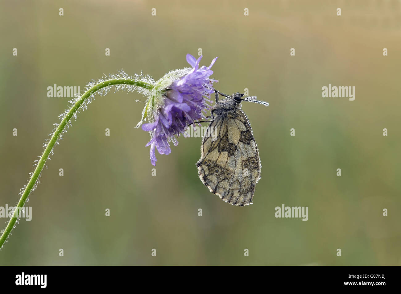 marbled white female Stock Photo