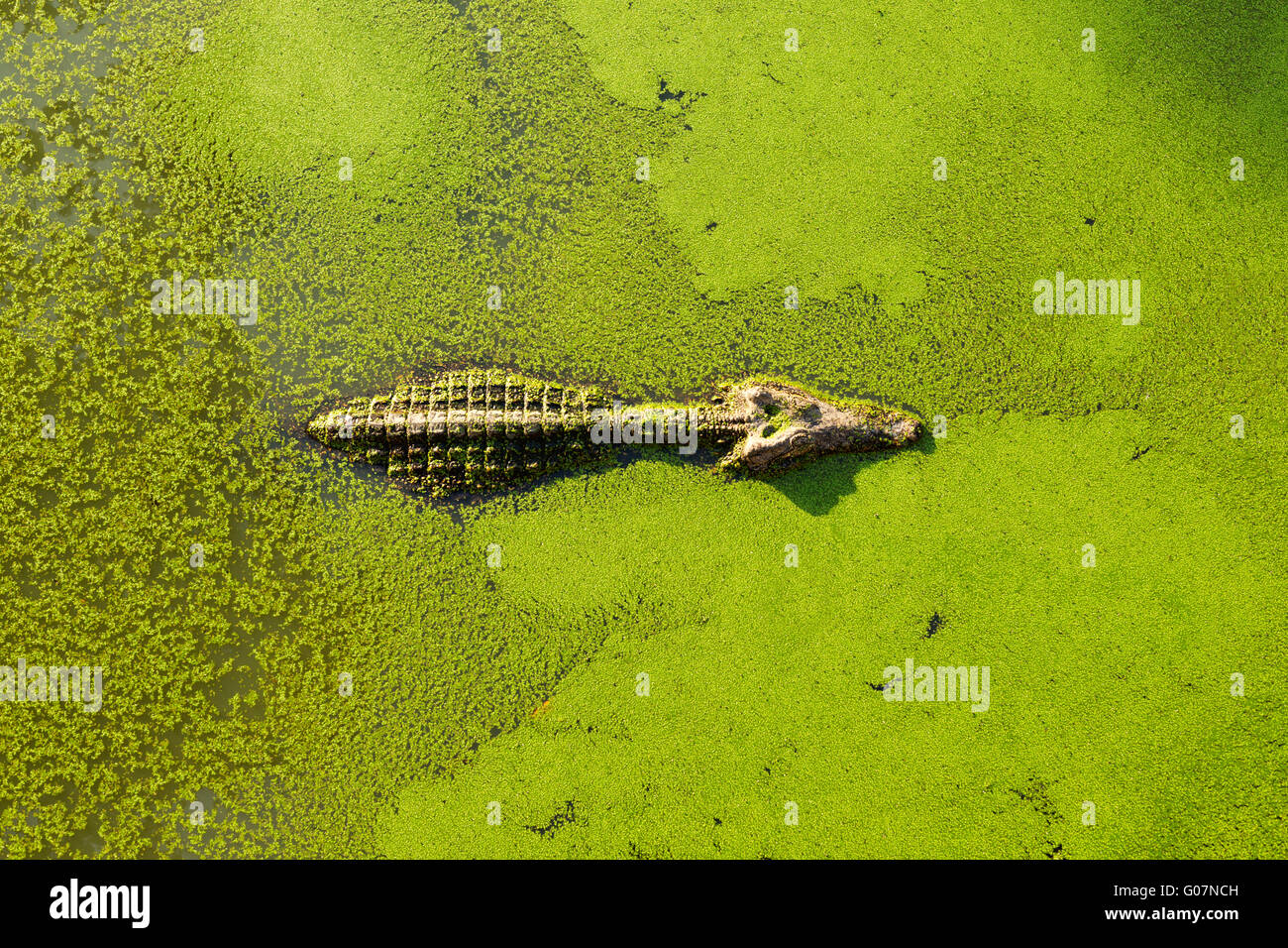 alligator in wetland pond covered with duckweed and swimming Stock Photo