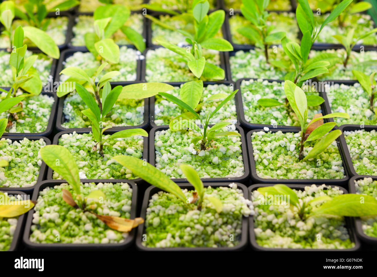 Cultivating the coca plant Stock Photo
