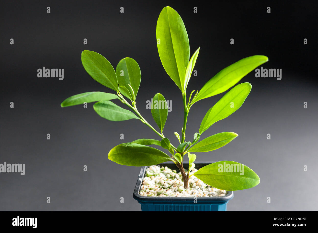 Coca plant growing in a tub Stock Photo