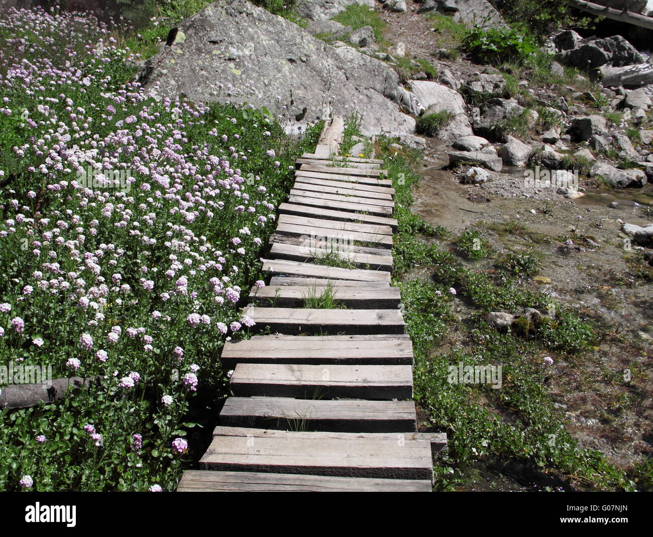 The path of wooden planks near a creek and flowers Stock Photo