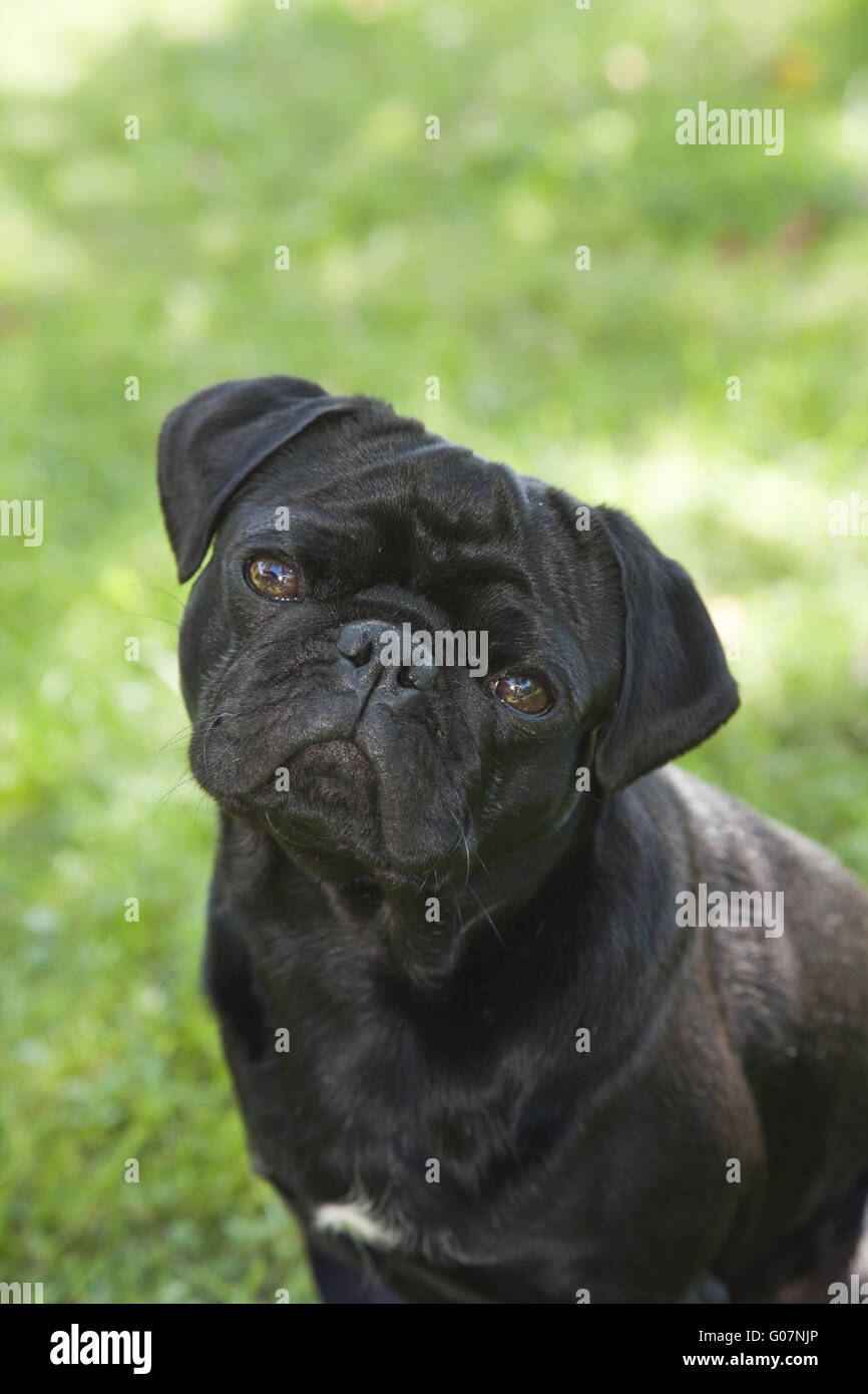 Black Pug Stock Photo