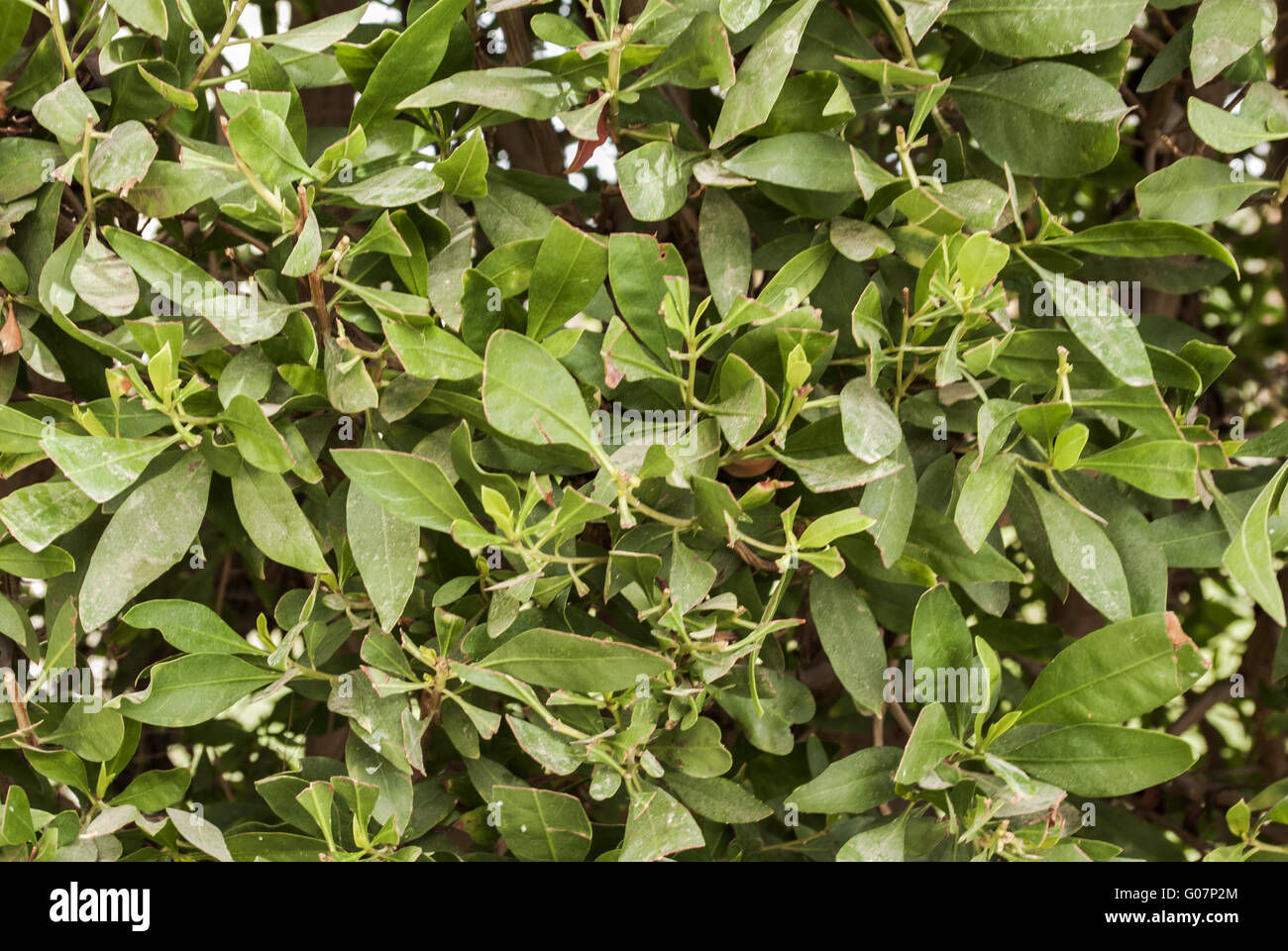 beautiful nature floral background Stock Photo - Alamy