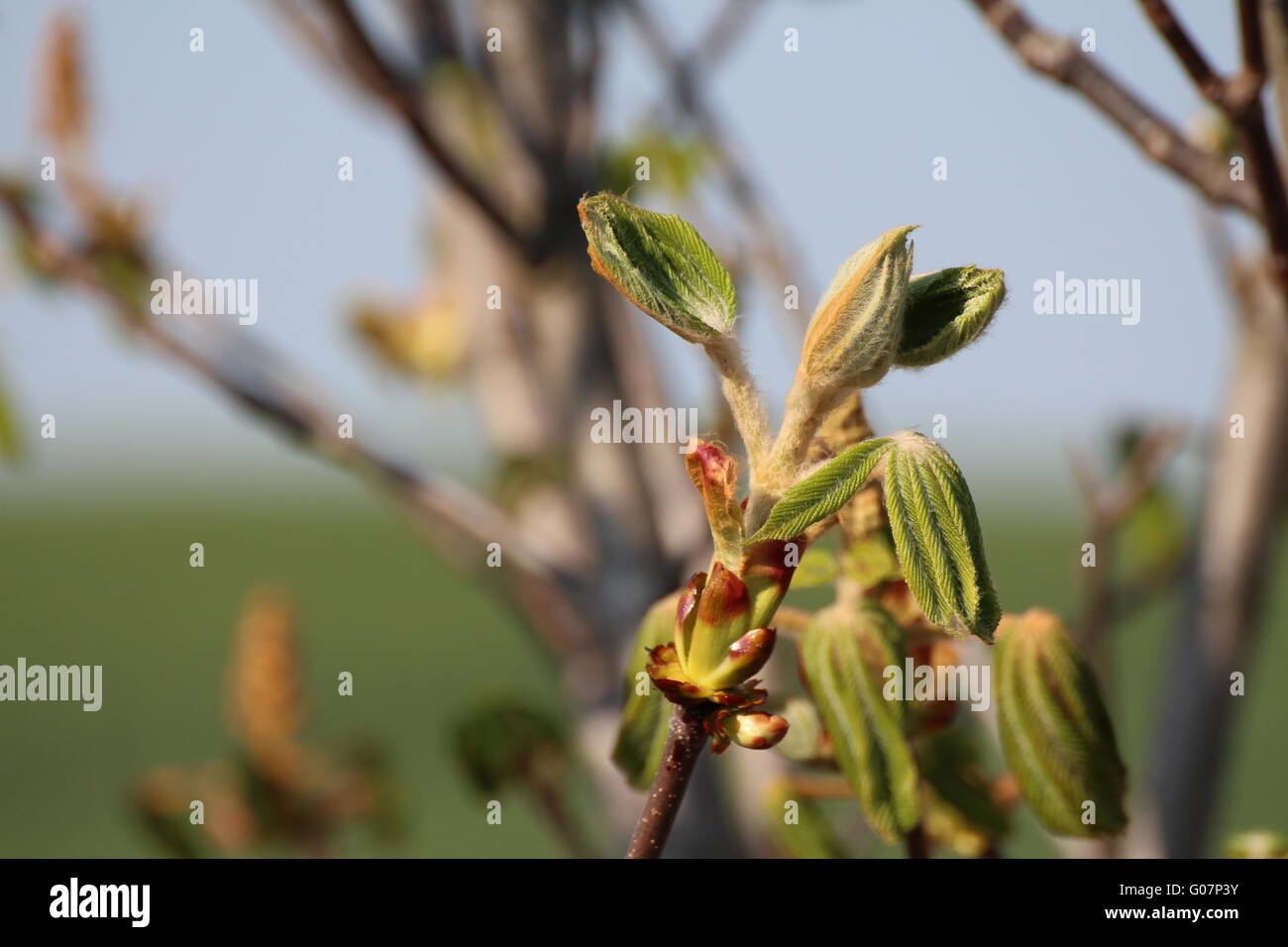 Chestnut tree bough hi-res stock photography and images - Alamy