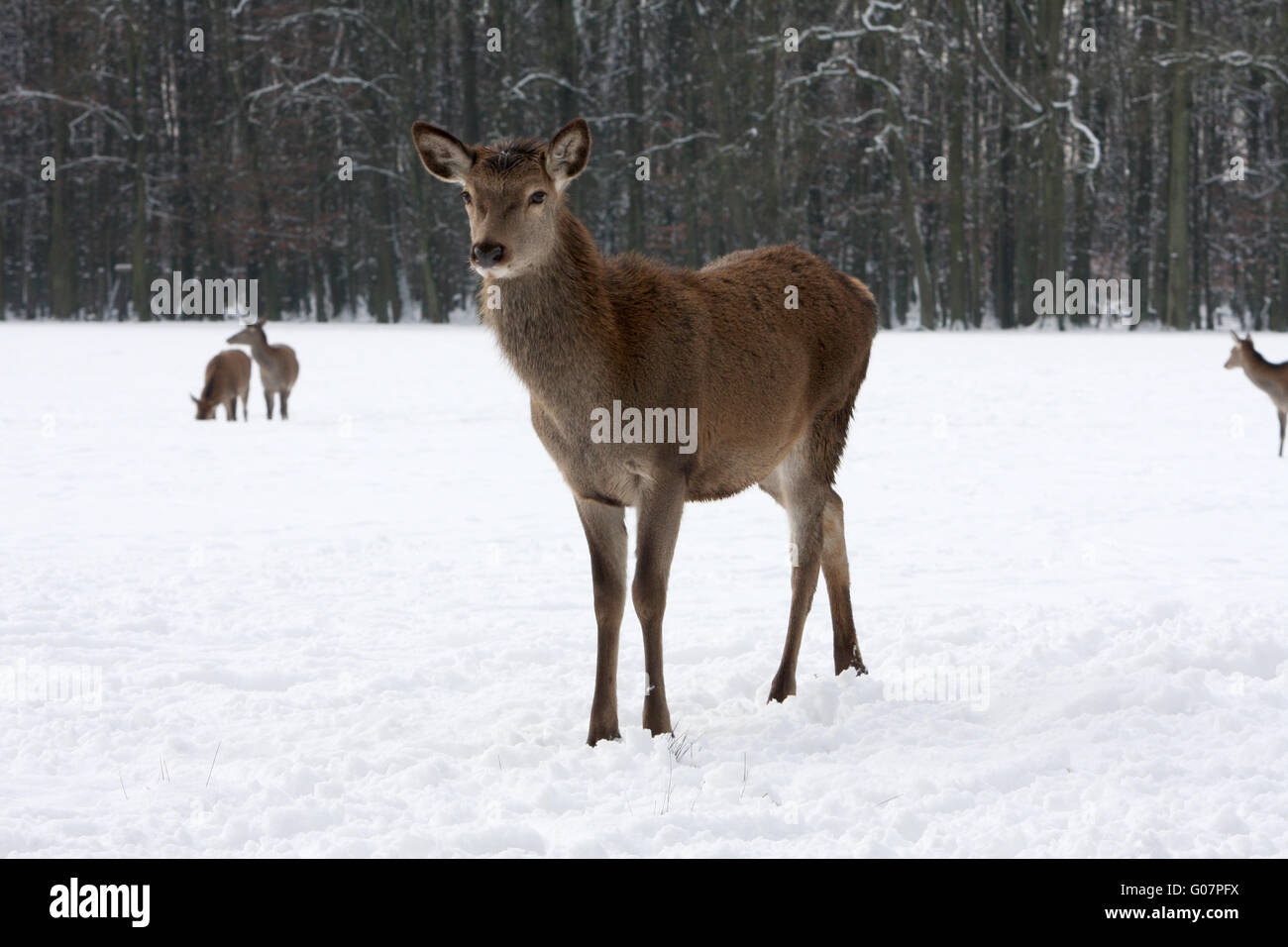 Red Deer in Winter Stock Photo