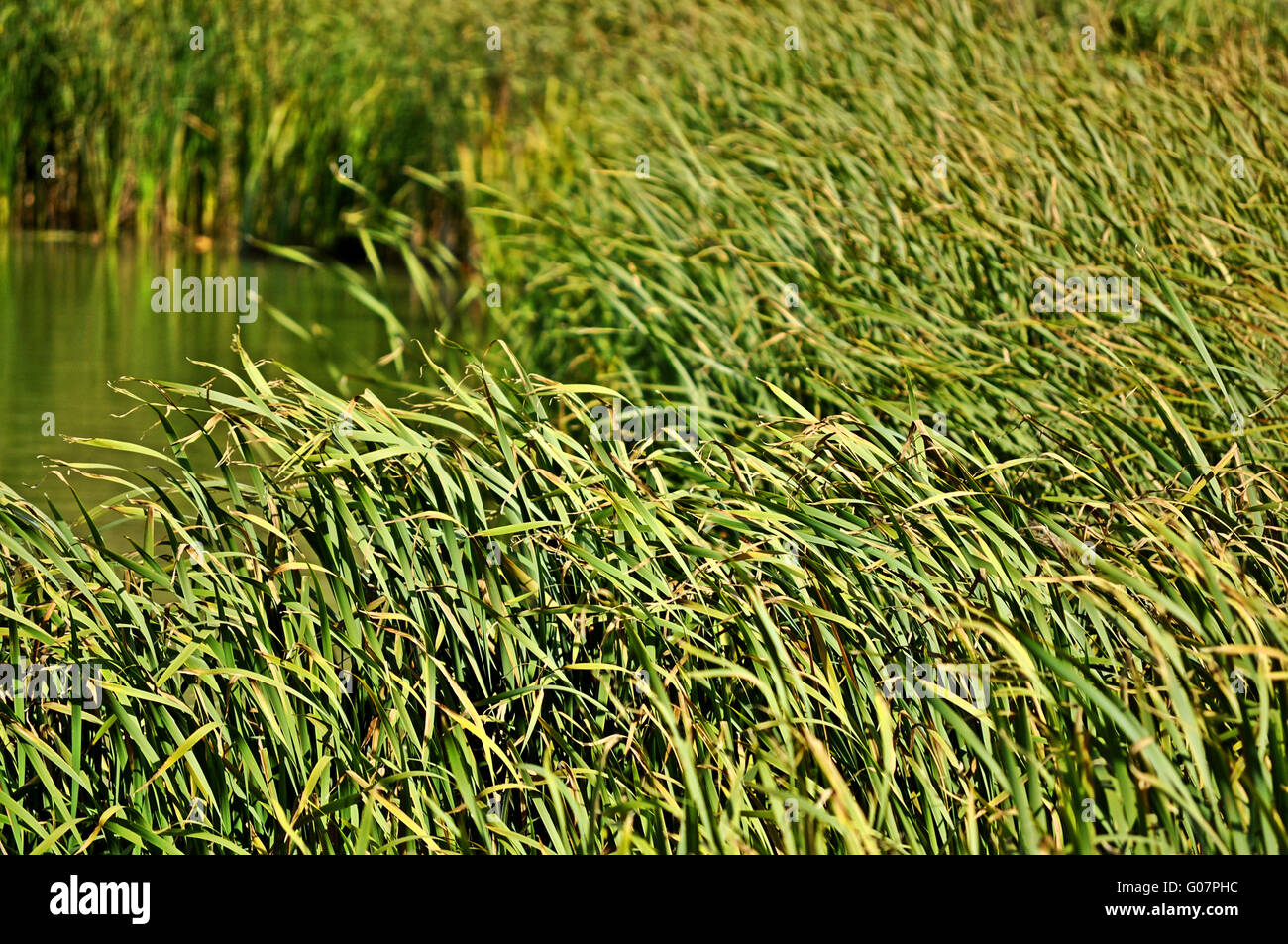 River cane Stock Photo Alamy