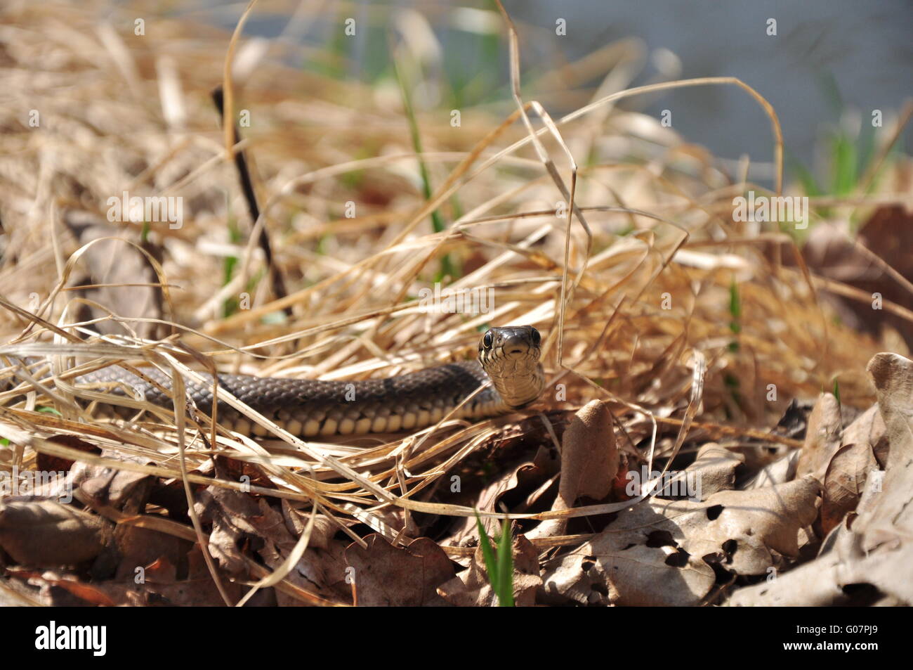 Asp Snake Stock Photos & Asp Snake Stock Images - Alamy