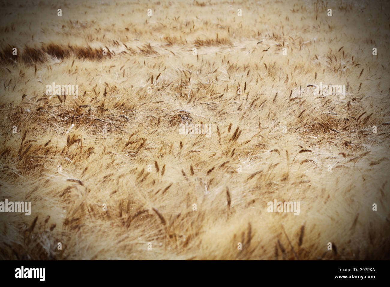 Rye field on a beautiful sunny sky background Stock Photo - Alamy
