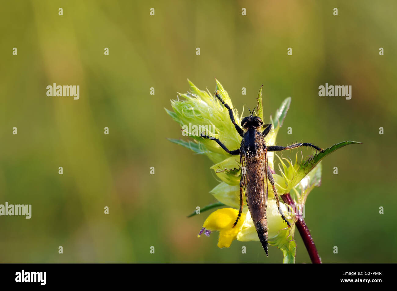 robber fly from behind Stock Photo