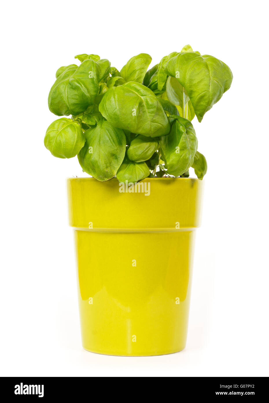 Basil plant in a green pot against white background Stock Photo - Alamy