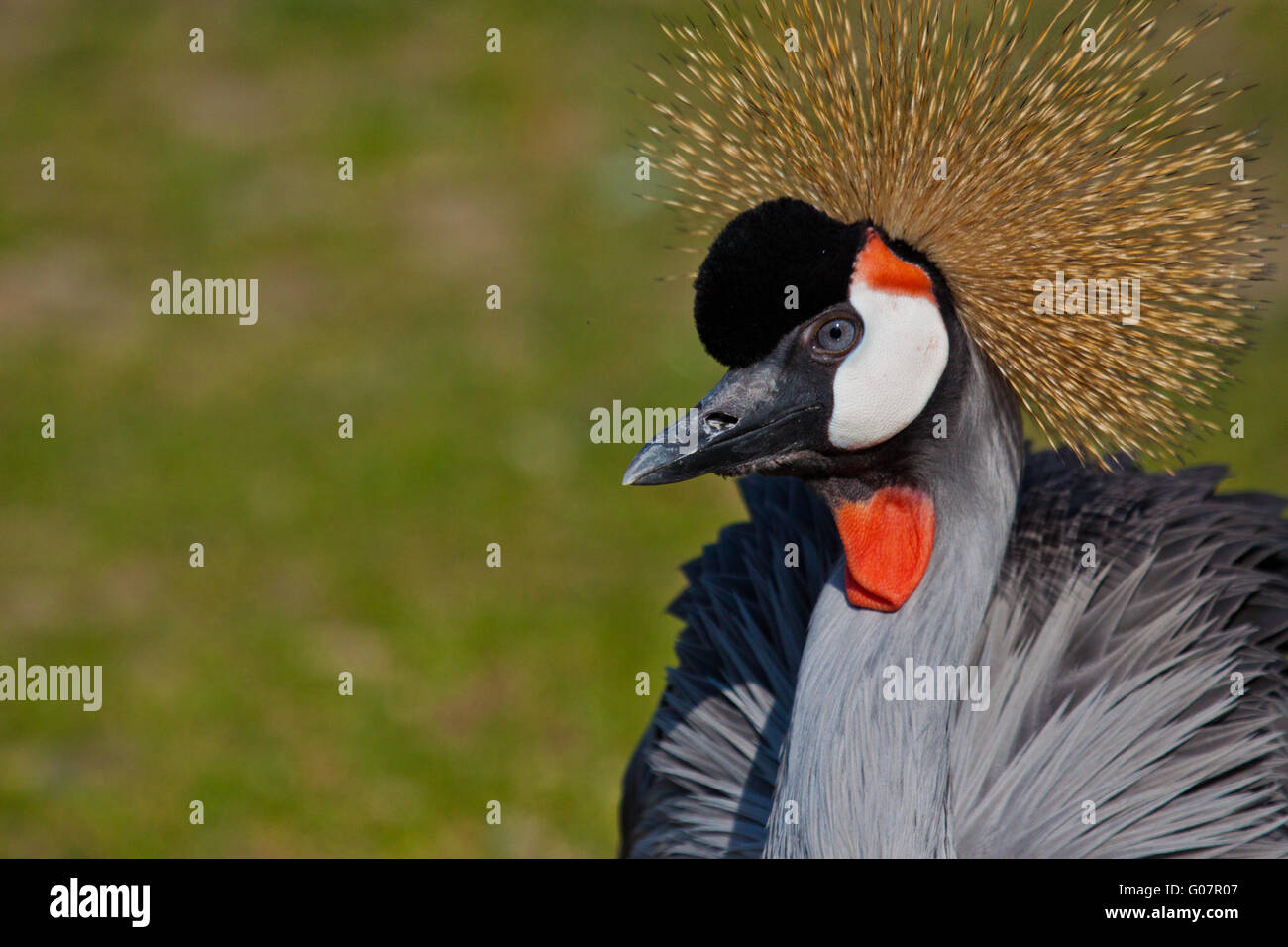 Grey Crowned Crane (Balearica regulorum gibbericep Stock Photo