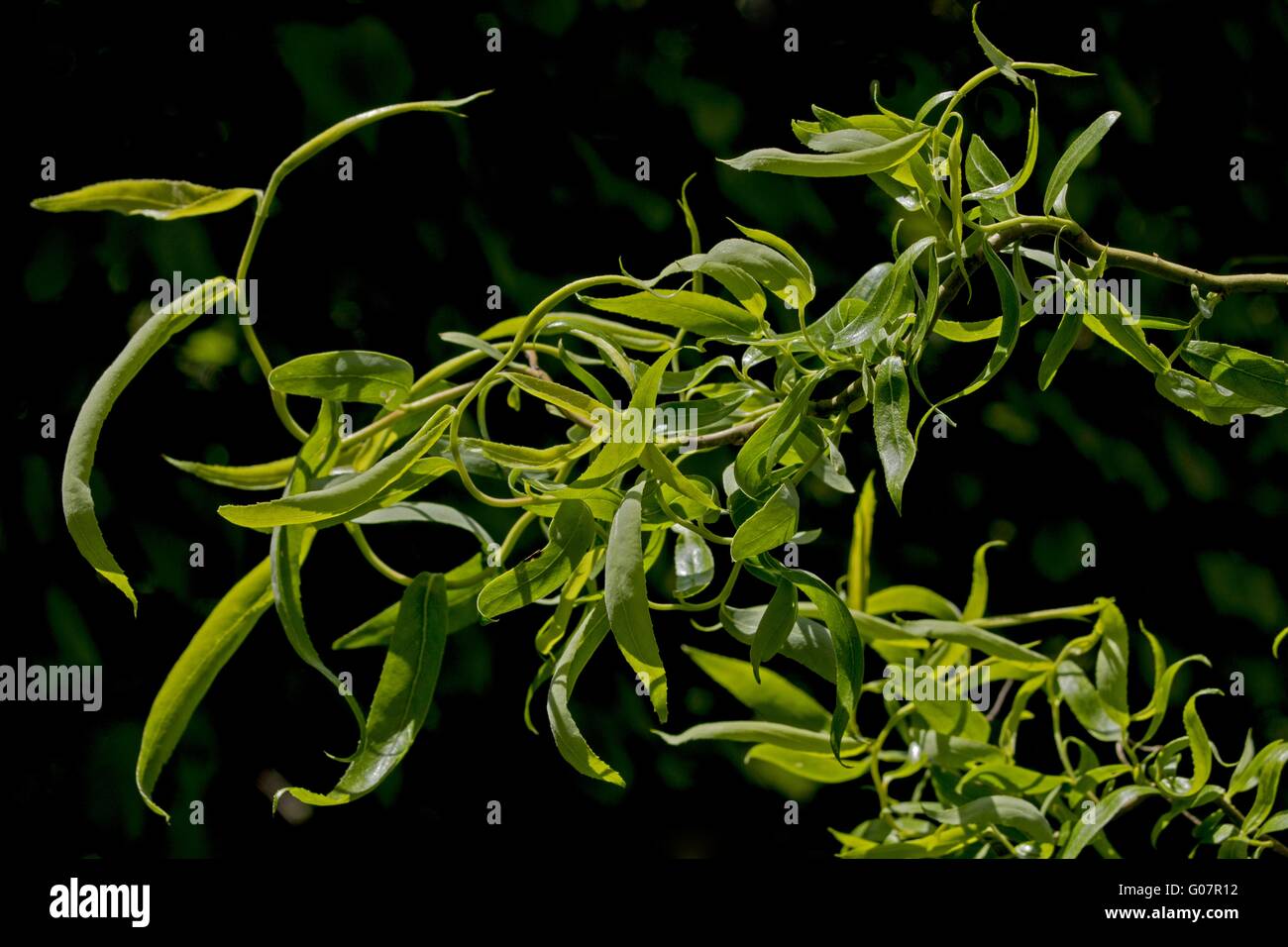 Young shoots of a corkscrew willow against a dark Stock Photo