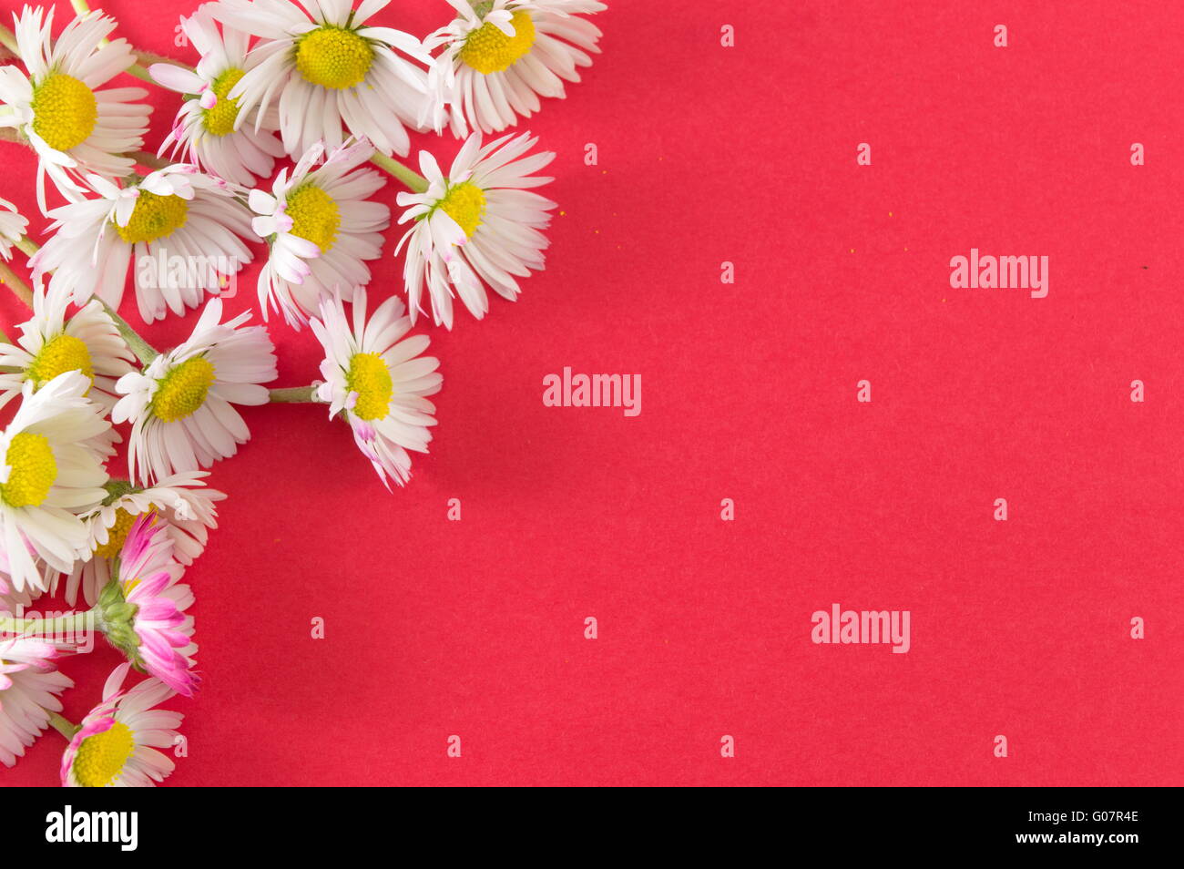 Chamomile flowers on red background Stock Photo