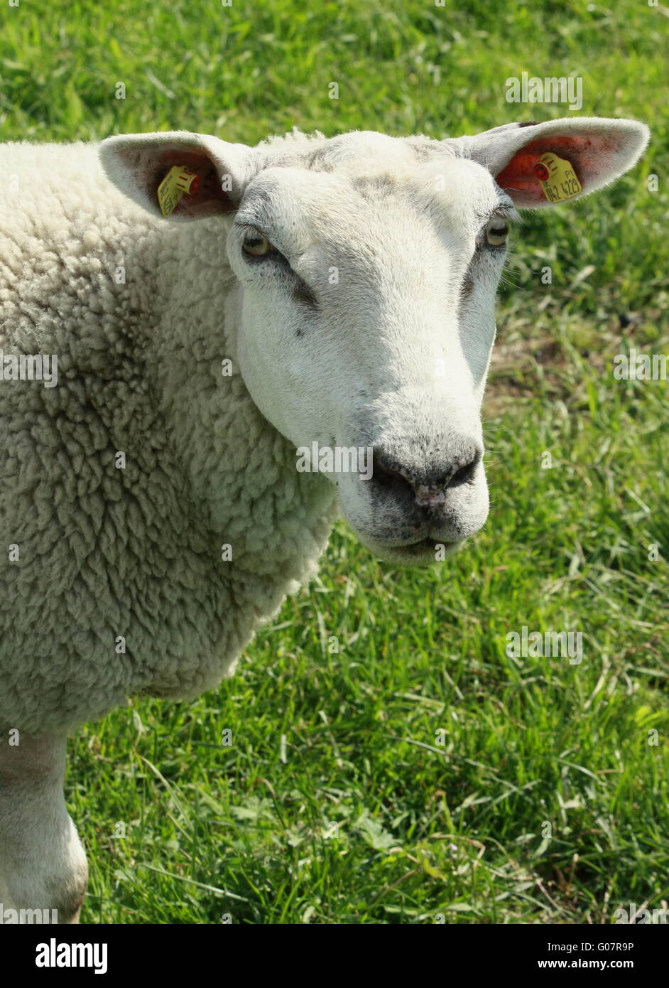 Sheep portrait, animal face Stock Photo