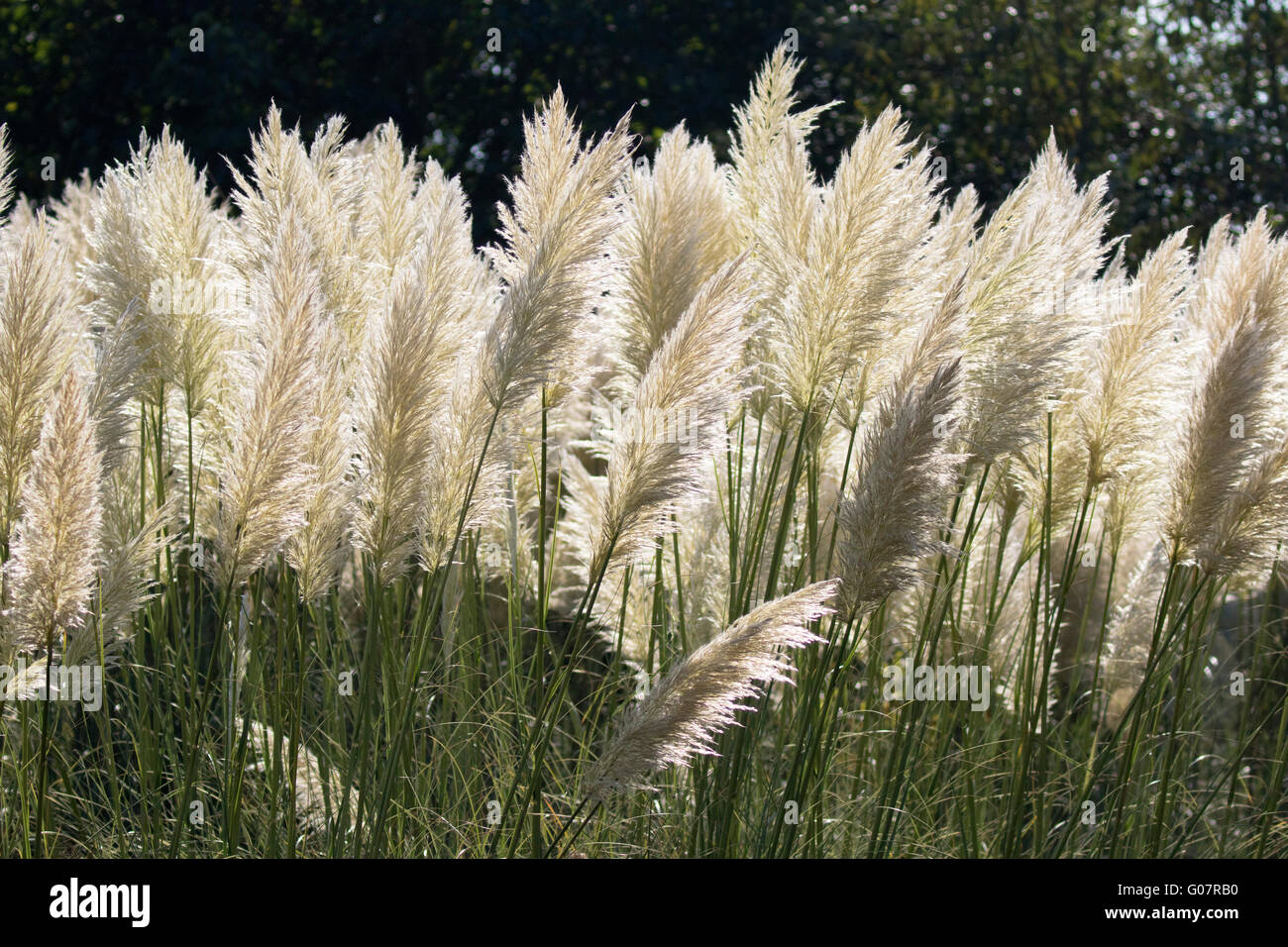 Pampas Grass, Cortaderia selloana, native to South America, growing in