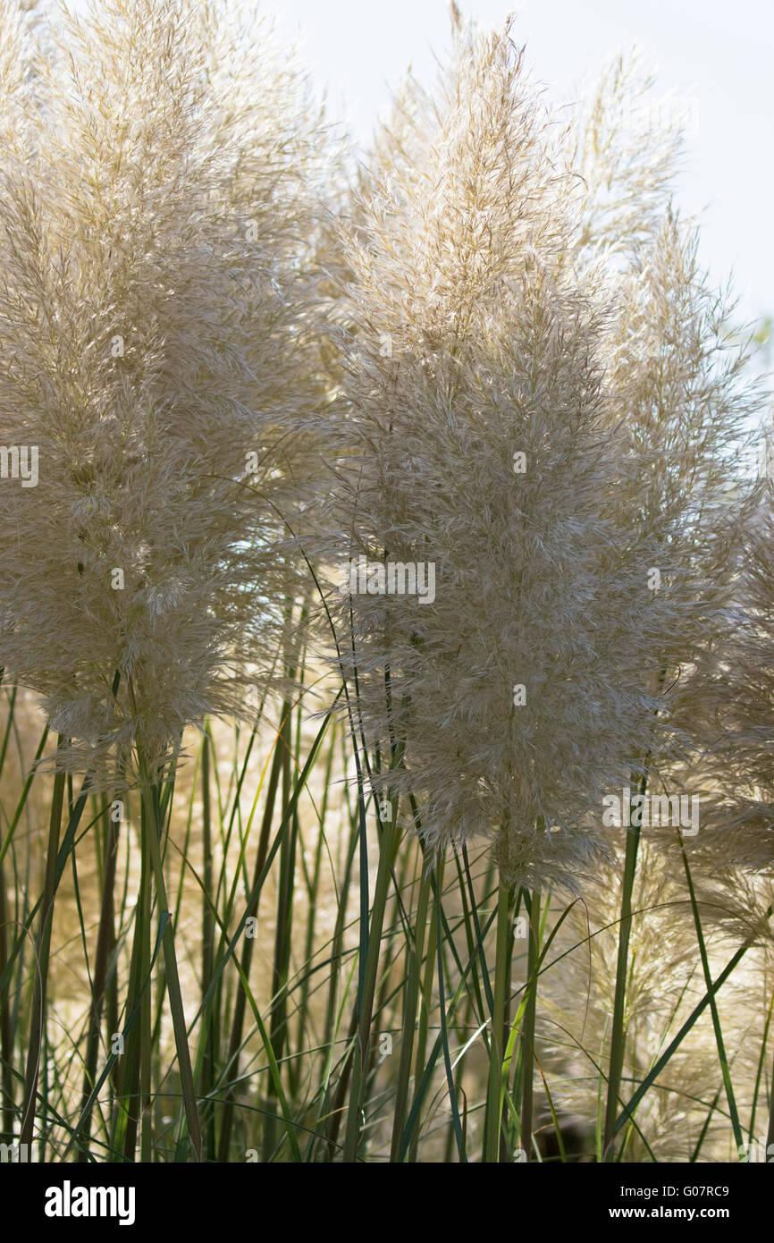 Pampas Grass, Cortaderia selloana, native to South America, growing in