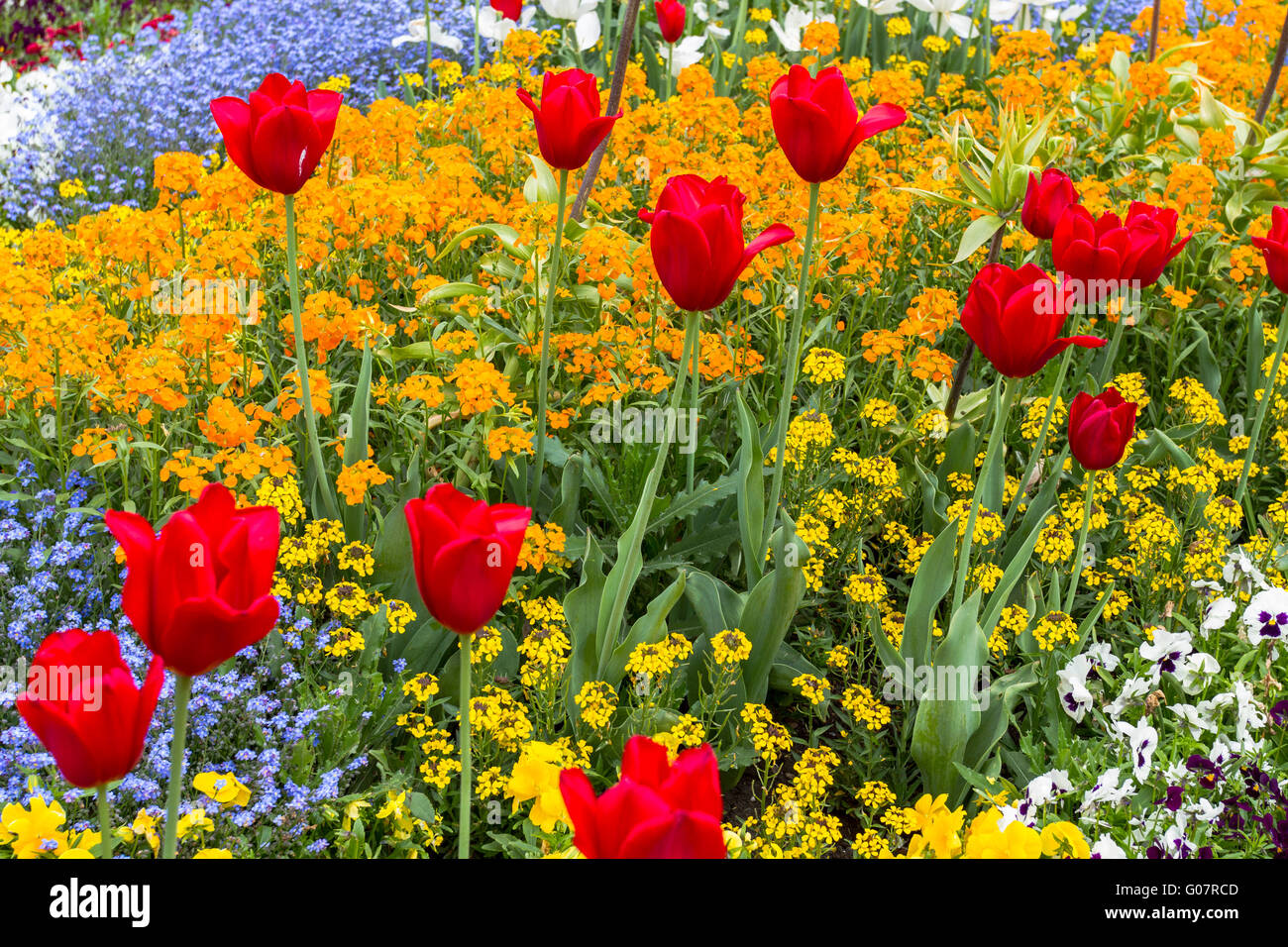 Flower bed with red tulips and beautiful blossoms Stock Photo - Alamy