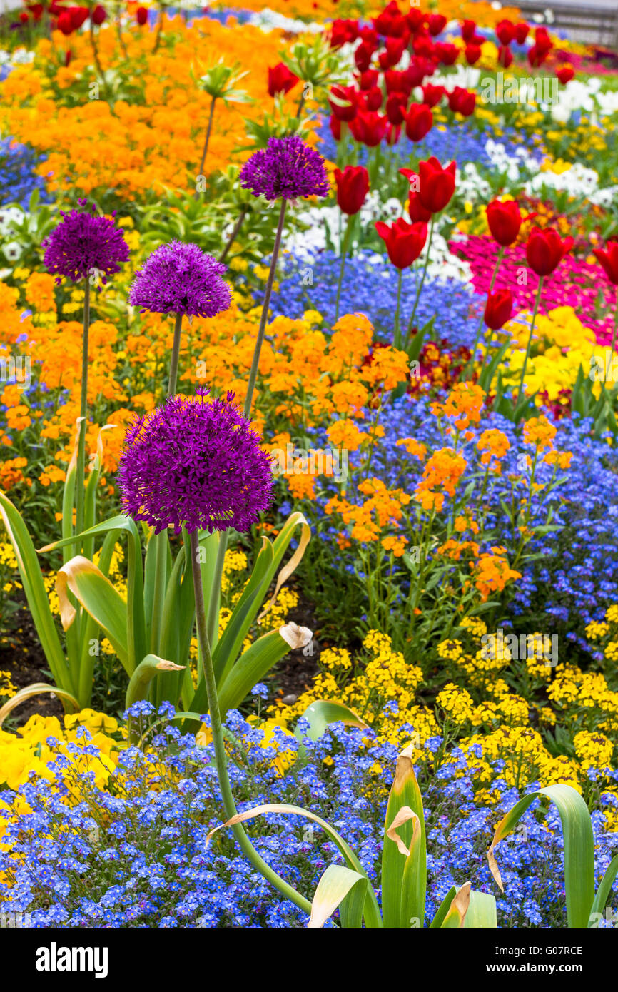 Flower bed with red tulips and beautiful blossoms vertical Stock Photo ...